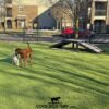 Two dogs stand on green artificial turf in a fenced outdoor area of an apartment complex, with a red car parked in the background and a small ramp structure nearby. The logo "COOL DOG TURF" is at the bottom.