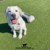 A happy white Labrador puppy with a red heart-shaped tag sits on artificial grass next to a bone-shaped water bowl. The logo "COOLDOGTURF.com" is visible at the bottom of the image.