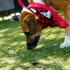 A brown and white dog in a red and black plaid bandana sniffs grass outdoors. The Cool Dog Turf - Architectural Series Turf (Priced per linear ft, 15' wide roll) logo appears at the bottom of the image.