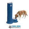 A brown and white dog drinks from a low dog water fountain attached to a blue standing water fountain for people, with the text "Cool Dog Water Fountains.com" and a dog logo below.