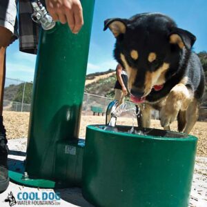 A black and tan dog drinks from the green Cool Dog Water Fountain - SST - Dog Basin outdoors as a person operates it nearby on a sunny day. The “Cool Dog Water Fountains” logo appears in the lower corner.