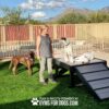 A woman stands on grass next to three dogs, one brown, one black and white, and one white, at an outdoor dog agility gym with mountains and blue sky in the background. Text reads, “Gyms For Dogs.com.”.