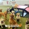 A group of happy dogs, including several Labradors and Golden Retrievers, gather and play on green turf near an agility ramp in a fenced dog park. Text on the image reads "Play & Agility Powered by Gyms for Dogs.com.