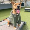 A brown dog wearing a green raincoat sits on a platform at an outdoor dog park, looking happy with its tongue out. The background shows artificial grass and fenced play areas.