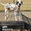 A Dalmatian stands on a wooden agility platform in a dog park, with a gravel surface and a chain-link fence in the background. Text on the platform reads "GYMS FOR DOGS" and "BATHS AND BISCUITS.