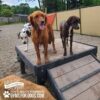 Three dogs—a Dalmatian, a wet golden retriever, and a dark brindle dog—stand on the 24" tall Bridge Climb (L/X) from Gyms for Dogs in an outdoor dog park, with a fence and trees visible in the background.
