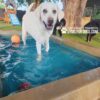 A white Labrador stands in a small blue pool, looking happy with its tongue out. Two other dogs and toys are nearby on the grass, and a playground structure is visible in the background. Text reads "GYMS FOR DOGS.COM".