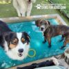 Several dogs stand in a small, shallow pool outside on grass. One fluffy black, white, and brown dog looks at the camera, while a brindle dog stands nearby. The image has the text “GYMS FOR DOGS” at the top.