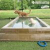 A curly-haired brown dog stands beside the Cool Dog Splash & Play Doggie Pool w/ Built-in Steps as a white dog sits inside. The pool is set on artificial grass outdoors, with a blue ring toy nearby and trees and a fence in the background.