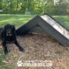 A black dog lies on mulch next to a wooden agility ramp at a dog park, with trees and a fence in the background. Text at the bottom reads "PLAY & AGILITY POWERED BY GYMSFORDOGS.COM.