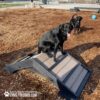 Two black dogs are in a dog park with wood chip ground. One dog sits on top of a small ramp, panting, while the other stands behind it. A blue ball is visible in the background.