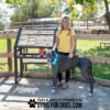 A woman in a yellow shirt stands beside a large gray dog in a blue bandana at an outdoor dog park with The Ultimate Rules & Wellness Kiosk and wooden fence. Text below: "Play & Agility Powered by GymsForDogs.com.