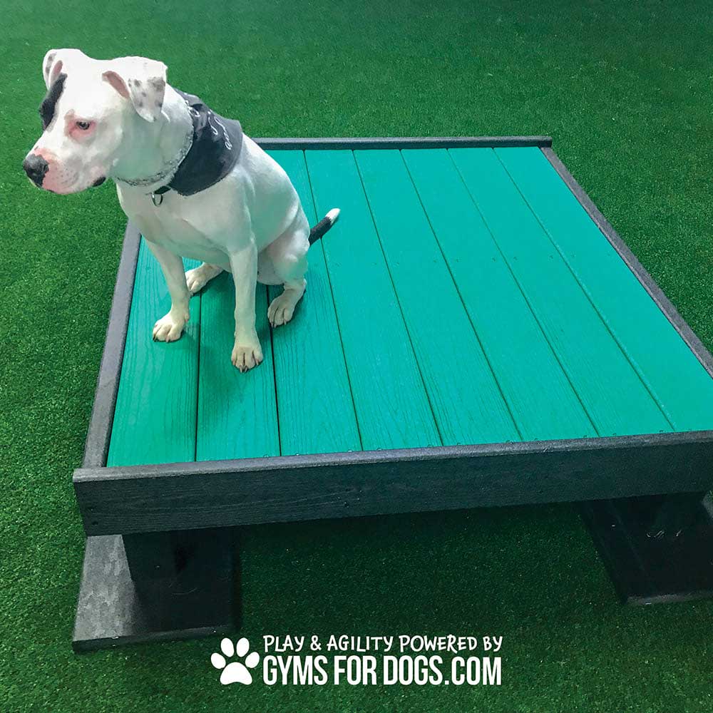 A white and black dog wearing a harness sits on a raised green platform on artificial grass. Text at the bottom reads, "Play & Agility Powered by GymsForDogs.com" with a paw print icon.