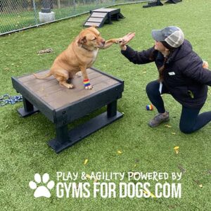 A brown dog on the Training Platform (L/X) wears colorful leg bands and gives its paw to a kneeling woman in a hat at an outdoor dog gym. Text: "Play & Agility Powered by GymsForDogs.com.