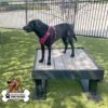 A black dog wearing a pink harness stands on a raised platform in a grassy outdoor area with a black metal fence and trees in the background. A "Gyms For Dogs" logo appears in the bottom left corner.