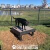 A black dog stands on a raised platform in a fenced grassy area at a park, with houses and a pond in the background. Text at the bottom reads "Play & Agility Powered by Gyms for Dogs.com.