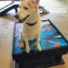 A white and tan husky sits on a colorful raised platform in an indoor play area, with agility equipment visible in the background. The image has the text "Play & Agility Powered by Gyms for Dogs.com" in the corner.