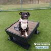 A black and white dog wearing a pink collar sits on a raised platform on artificial grass at an outdoor dog park. Logos for Gyms for Dogs and Humane Society for Hamilton County appear in the bottom right corner.