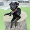 A black dog with a red collar lounges on a wooden platform that looks like a tree stump, with front legs extended. The background shows a grassy area and blurred buildings. Text reads "Play & Agility Powered by Gyms for Dogs.com".