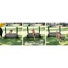 A brown dog wearing a harness runs and jumps over an agility hurdle on grass, guided by a person. Three photo panels show the dog approaching, leaping, and landing past the hurdle.