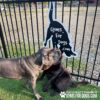Two large dogs stand next to a black metal fence with a sign that reads "Gyms for Dogs.com." The dogs appear to be playing together on artificial grass near a gravel area.
