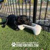 A black dog rests on artificial grass, head on The Dog Bone Bowl (L/X)—a sanitary drinking bowl with slow drain—labeled "GYMS FOR DOGS." A black metal fence and gravel are behind. Text: "PLAY & AGILITY POWERED BY GYMS FOR DOGS.