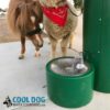 A small horse and an alpaca wearing red bandanas stand next to a green water fountain for pets. The fountain has running water, and the logo "Cool Dog Water Fountains" is visible in the corner.