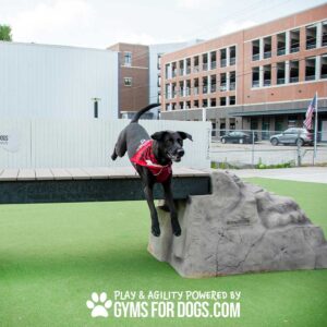 A black dog in a red bandana leaps from Ellie's Boulder Bridge Pro—Bridge, Set of 2 Rocks, and Bumper Pads—onto a platform at an outdoor dog park with buildings and an American flag in the background. Text: "PLAY & AGILITY POWERED BY GYMSFORDOGS.COM".