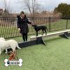 A woman in a black coat guides a black dog balancing on an agility beam in a fenced outdoor dog park. Another white dog stands nearby. “Gyms for Dogs” logo is displayed in the corner.