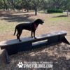 A black dog wearing a red harness stands on a wooden agility bench in a sunlit dog park with trees and mulch-covered ground. The text at the bottom reads, "Play & Agility Powered by GymsForDogs.com.