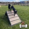 Two black dogs are on a small wooden ramp in a grassy fenced area; one dog stands at the top while the other is climbing down. The "GYMS FOR DOGS" logo is in the bottom right corner.