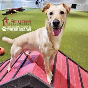 A happy tan dog stands on a Mini Hill Climb (L/X) ramp in an indoor play area with green turf, looking at the camera. Text on the image reads "The Pet Station Country Club" and "Gyms for Dogs.com.