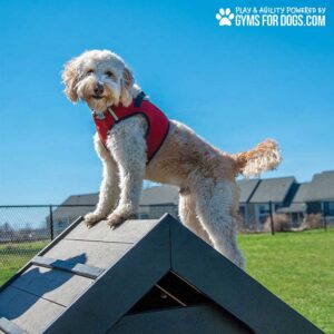 A fluffy, light brown dog in a red harness stands proudly atop the Mini Hill Climb (S/M) ramp outdoors under a blue sky, with houses behind. Text reads: "Play & Agility Powered by GymsForDogs.com.