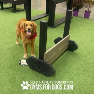 A joyful Golden Retriever in a red bandana stands by the Jump Hurdle - Medium on artificial grass, a dog toy nearby. Text: "Play & agility powered by gymsfordogs.com.