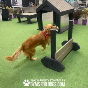 A golden retriever with a red bandana leaps over the Jump Hurdle - Large on green turf at an indoor event. Text at the bottom reads, "Play & Agility Powered by Gyms for Dogs.