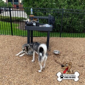 Two dogs are near The Dog Post - Leash Holder & Toy Box at a dog park with wood chip ground. One drinks from a bowl while the other stands close by. The "Gyms for Dogs" logo appears in the corner.