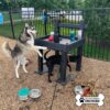 A husky and a black lab drink water and play at the Dog Park, where The Dog Post - Leash Holder & Toy Box holds water bowls, toys, and bottles on a raised platform by the fenced grassy area. The Gyms for Dogs logo is in the corner.