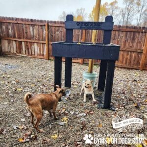Two small dogs play outside near a black "GYMS FOR DOGS" agility structure in a fenced dog park with gravel and autumn leaves. The scene features The Dog Post - Leash Holder & Toy Box, surrounded by yellow trees under an overcast sky.