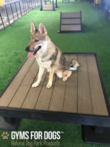 A large dog with tan and gray fur sits on a Training Platform (L/X) at an indoor dog park, surrounded by artificial turf and agility equipment, with "Gyms for Dogs" branding visible in the corner.