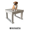 A brown and white dog sits on the Interactive Play Training Platform—great for shelters and private properties. The sturdy, raised, rectangular platform features "GYMS FOR DOGS" on the side. Text below: "Play & Agility Powered by GYMSFORDOGS.COM".