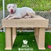 A white dog with a pink nose and blue collar lies on the Interactive Play Training Platform—ideal for shelters and private properties—in a fenced dog park with artificial grass. SPCA and GymsForDogs.com logos are also shown below.