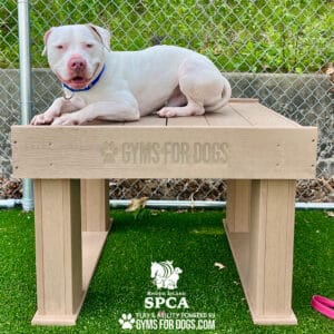 A white dog with a pink nose and blue collar lies on the Interactive Play Training Platform—ideal for shelters and private properties—in a fenced dog park with artificial grass. SPCA and GymsForDogs.com logos are also shown below.
