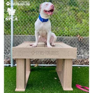 A white dog with a blue collar sits on the Interactive Play Training Platform—great for shelters and private properties—at a dog park, surrounded by artificial grass, a chain-link fence, and SPCA and Gyms for Dogs logos.