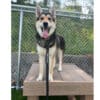 A happy German Shepherd mix, leash on and tongue out, stands on an Interactive Play Training Platform—Great for Shelters and Private Properties—at a dog park. Behind are green trees and a chain-link fence. GYMS FOR DOGS and RI SPCA logos appear in the corners.