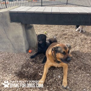 Two dogs relax under the Ellie's Boulder Bridge Pro—featuring a bridge, two rocks, and bumper pads—at the park. One black dog lies down while a brown-and-tan dog sits nearby. Tennis balls and wood chips are scattered around them.