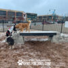 Three dogs stand and play on Ellie's Boulder Bridge Pro—bridge, set of 2 rocks, and bumper pads—at a fenced dog park with mulch ground and buildings in the background. Text at the bottom reads, "Gyms for Dogs.