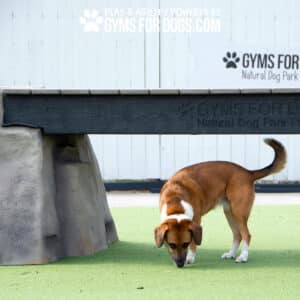 A brown and white dog sniffs the ground near an Ellie's Boulder Bridge Pro—Bridge, Set of 2 Rocks, and Bumper Pads—at an outdoor dog park. The product is printed with "GYMS FOR DOGS Natural Dog Park" on its side.