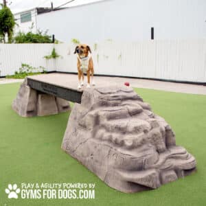 A brown and white dog stands on Ellie's Boulder Bridge Pro with included rocks and bumper pads in an outdoor dog park agility area with green turf and a white fence in the background.