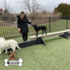 A woman in a black coat stands beside a black dog balancing on the Jump Balance Beam in a fenced Dog Park. Another light-colored dog is partially visible in the foreground, with the "Gyms for Dogs" logo in the corner.