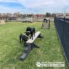 Two black dogs playfully interact on the Jump Balance Beam in a grassy, fenced dog park. One stands on the beam while the other waits below. Logo reads "Gyms for Dogs Dog Park.